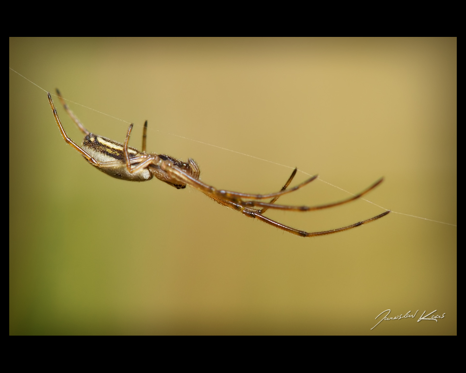 Čelistnatka stromová (Tetragnatha pinicola), Chlumská hora