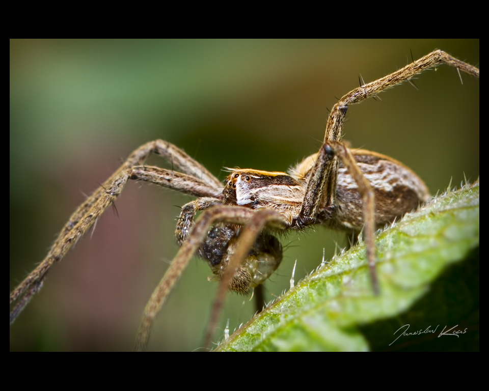 Lovčík hajní - samec (Pisaura mirabilis - male), Chlumská hora