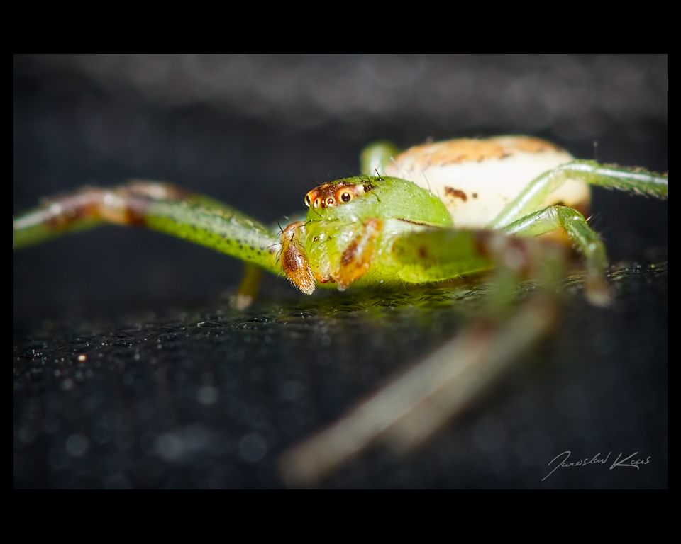 Běžník zelený - samice (Diaea dorsata - female), Chlumská hora