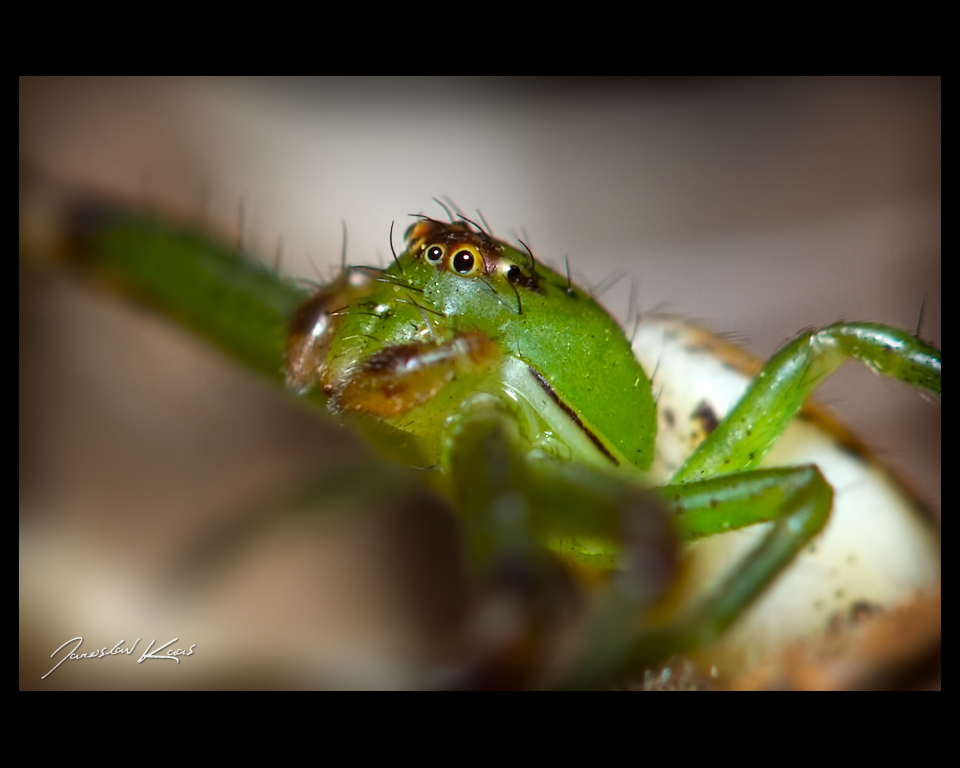 Běžník zelený - samice (Diaea dorsata - female), detail, Chlumská hora