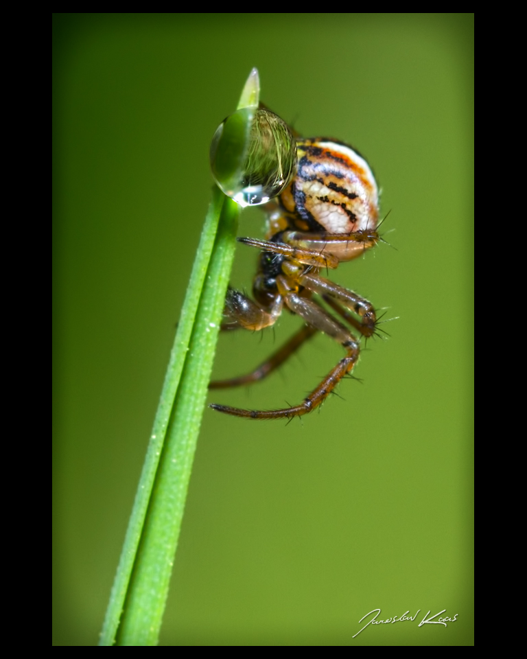 Křižák luční - juvenilní samec (Mangora acalypha - juvenile male), Hradišťany