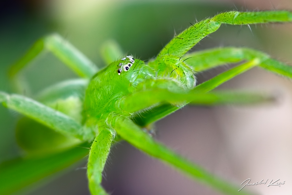 Maloočka smaragdová - samice (Micrommata virescens - female), Staňkov - Krchleby