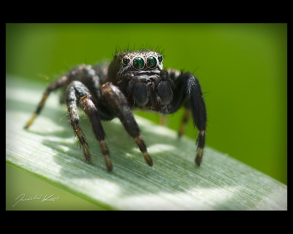 Skákavka černá - samec (Evarcha arcuata - male), Plzeň, Radčický les