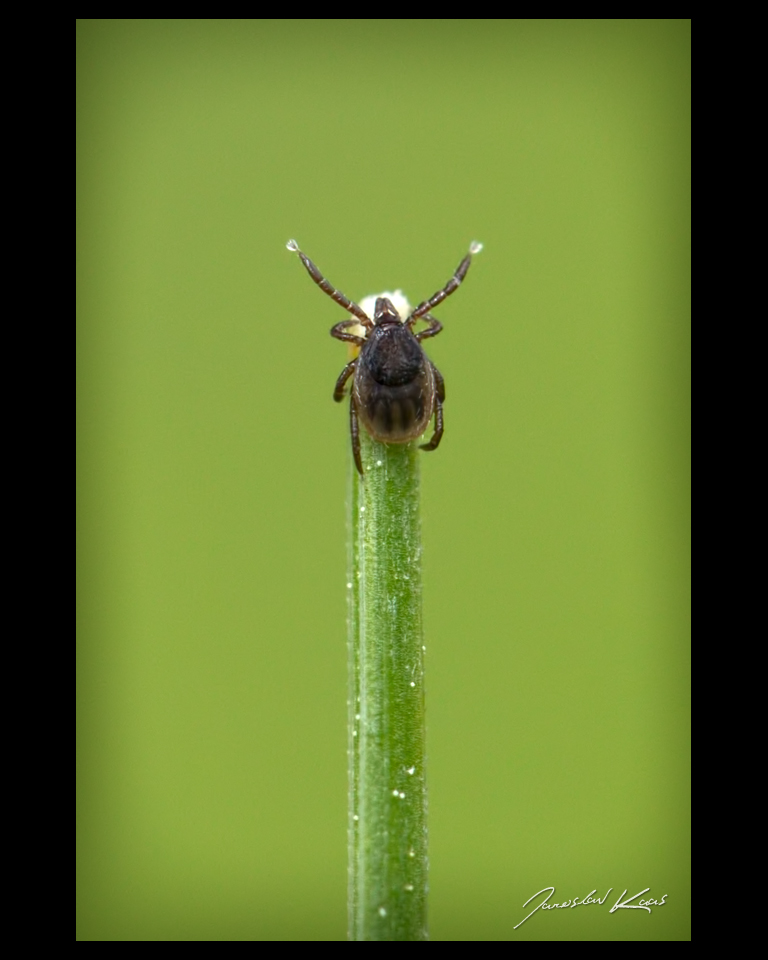 Klíště obecné - nymfa (Ixodes ricinus - nymph), Chlumská hora