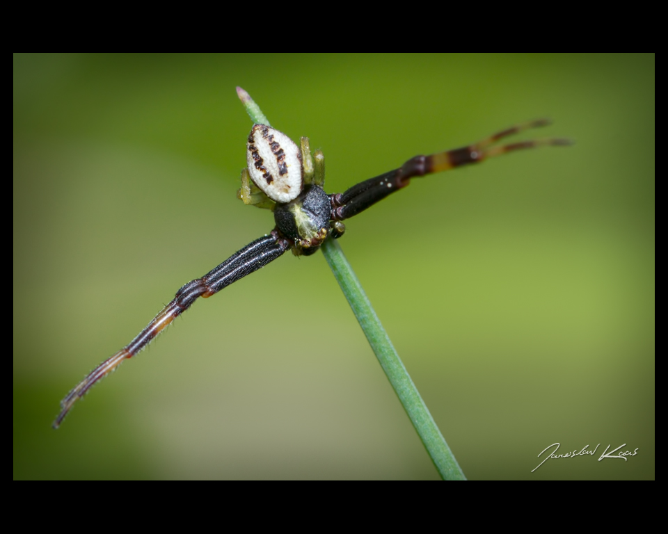 Běžník kopretinový - samec (Misumena vatia - male), Chlumská hora