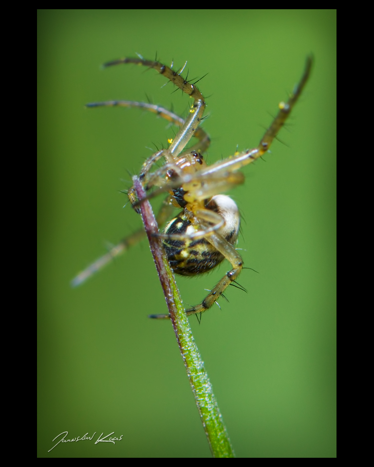 Křižák luční - samice (Mangora acalypha - female), Chlumská hora