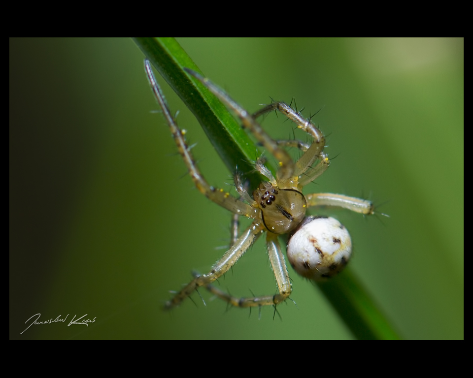 Křižák luční - samice (Mangora acalypha - female), Chlumská hora