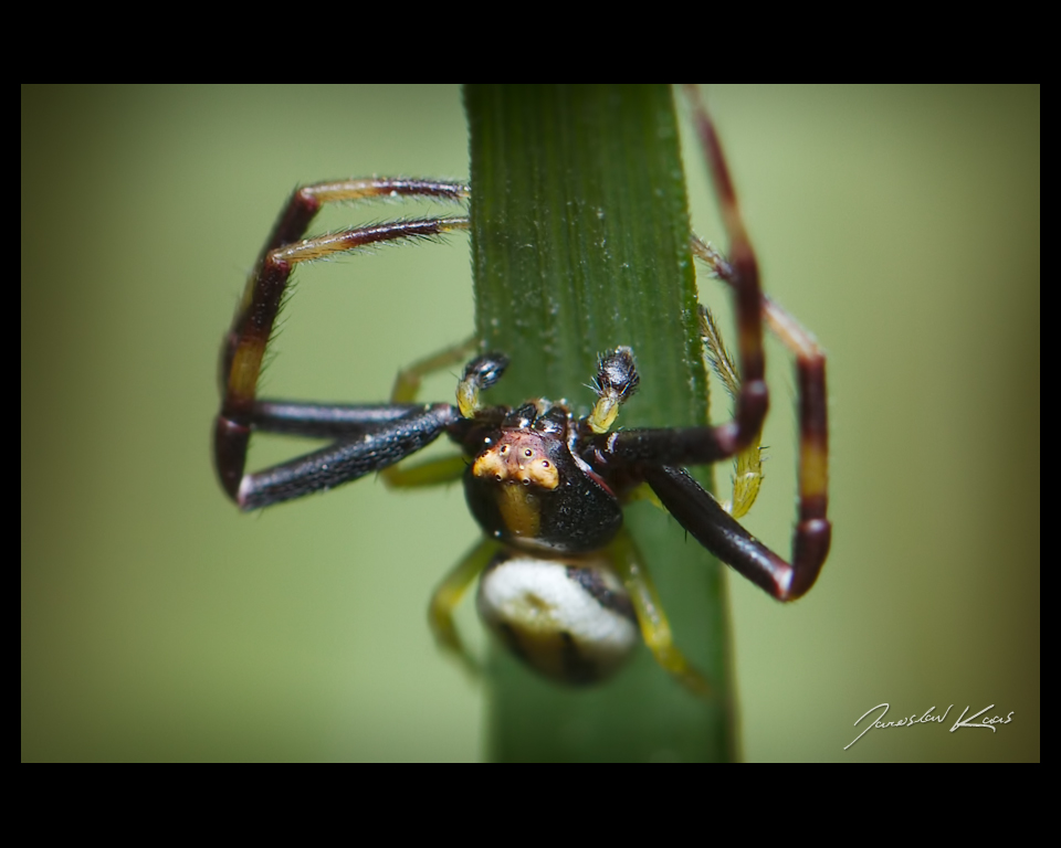 Běžník kopretinový - samec (Misumena vatia - male), Chlumská hora