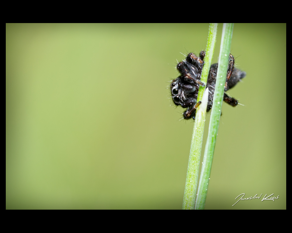 Skákavka černá - samec (Evarcha arcuata - male), Hradišťany
