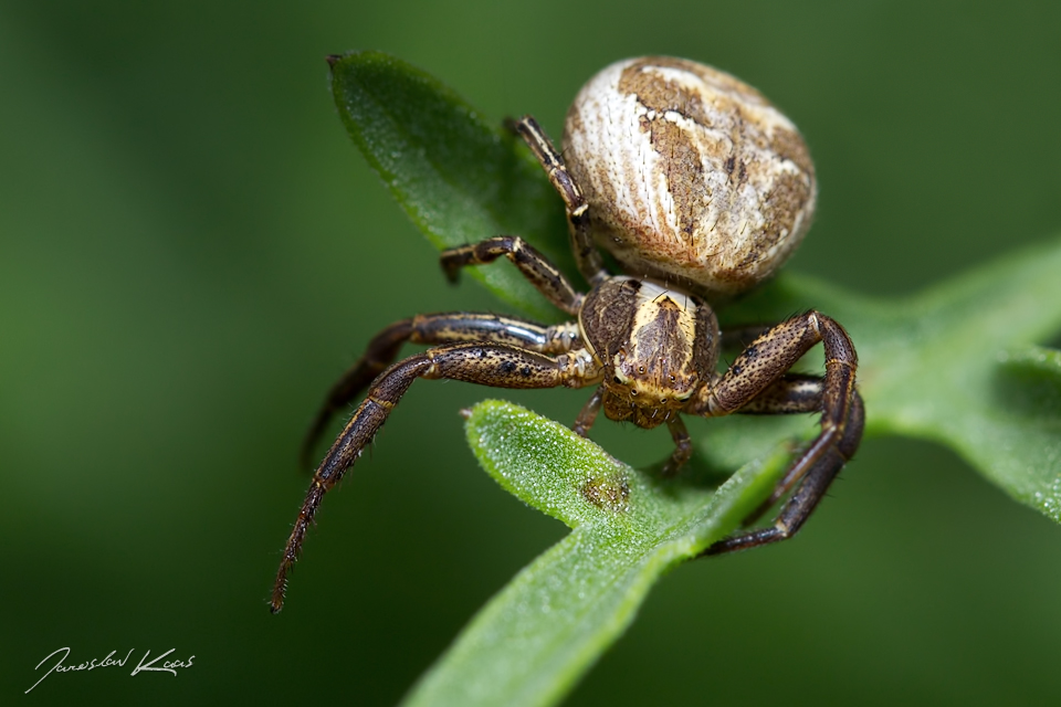 Běžník obecný - samice (Xysticus cristatus - female), CHKO Pálava, NPR Tabulová