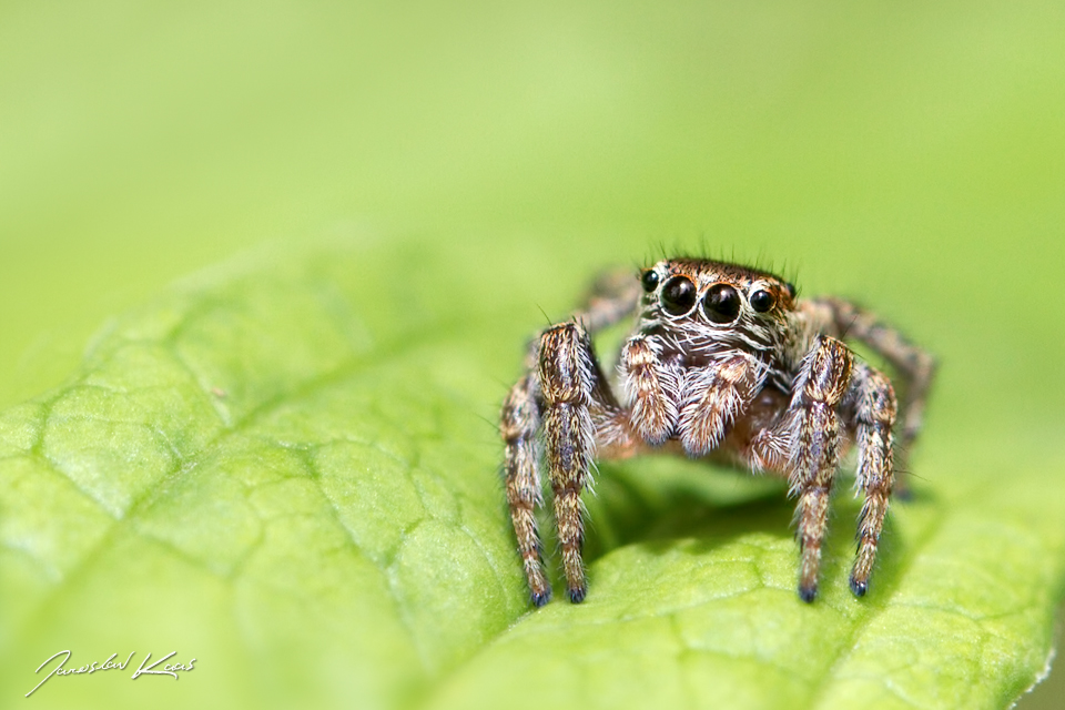 Skákavka obecná - samice (Evarcha falcata - female), Krkonošský národní park