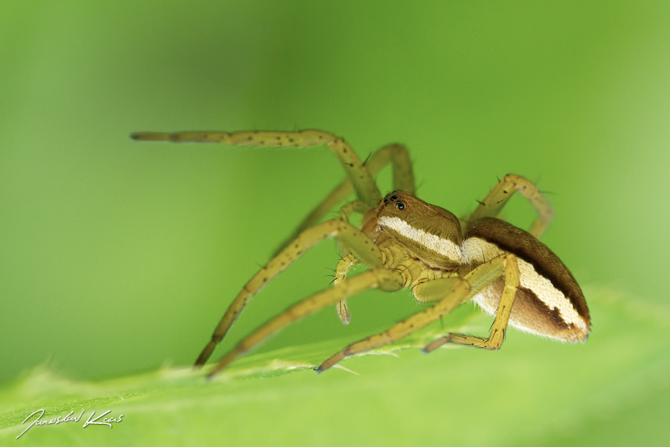 Lovčík vodní - juvenilní samice (Dolomedes fimbriatus - juvenile female), CHKO Blanský les, NPR Vyšenské kopce