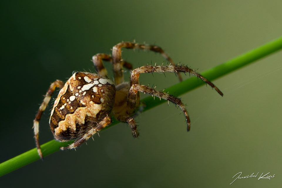 Křižák obecný - samice (Araneus diadematus - female), CHKO Blanský les, PP Provázková louka