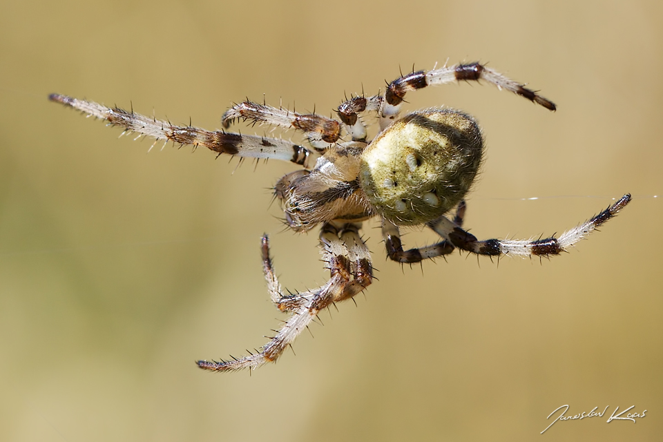 Křižák čtyřskvrnný - samice (Araneus quadratus - female), přírodní park Sedmihoří, PP Racovské rybníčky