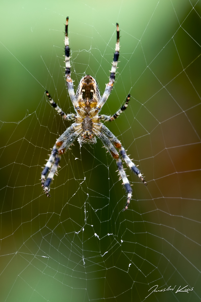 Křižák obecný - samice (Araneus diadematus - female), Chlumská hora