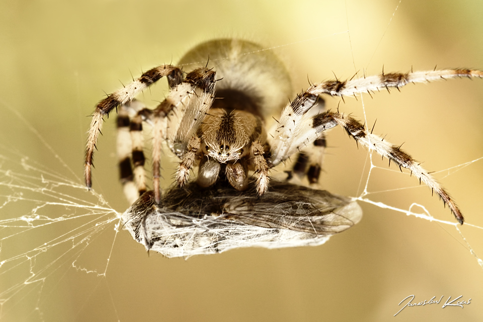 Křižák čtyřskvrnný, samice / Araneus quadratus, female / Four Spot Orb Weaver, Chlumská hora