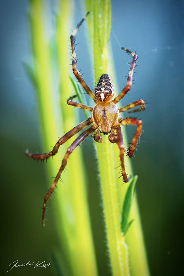 Křižák obecný, samec / Araneus diadematus, male / Cross Spider, PřP Česká Kanada