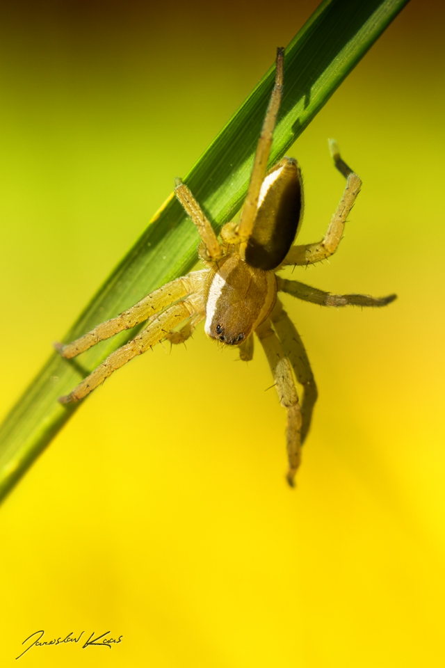 Lovčík vodní, samice / Dolomedes fimbriatus, female / Raft Spider, PřP Česká Kanada, PP Gebhárecký rybník