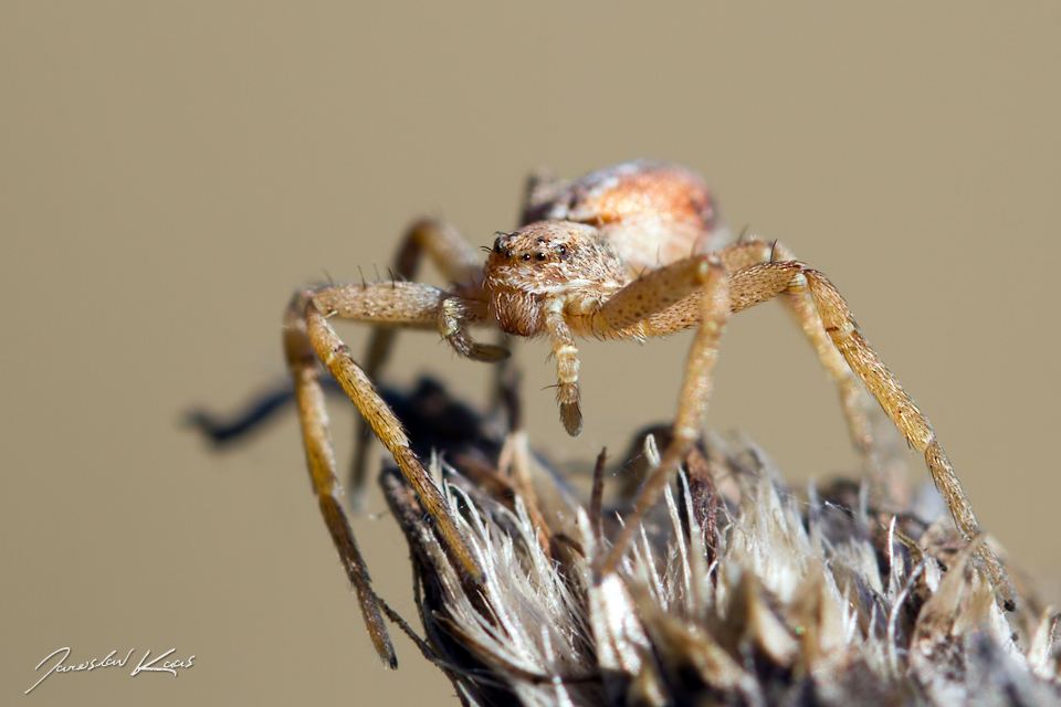 Listovník obecný, samice / Philodromus cf. cespitum, female, CHKO Slavkovský les