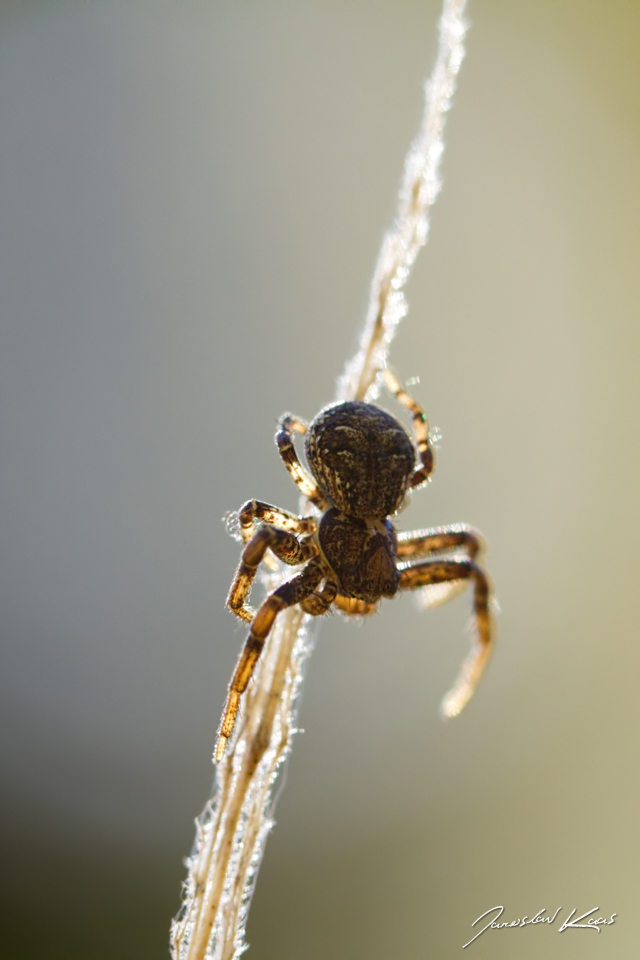 Běžník keřový, samec / Xysticus audax, male, CHKO Slavkovský les