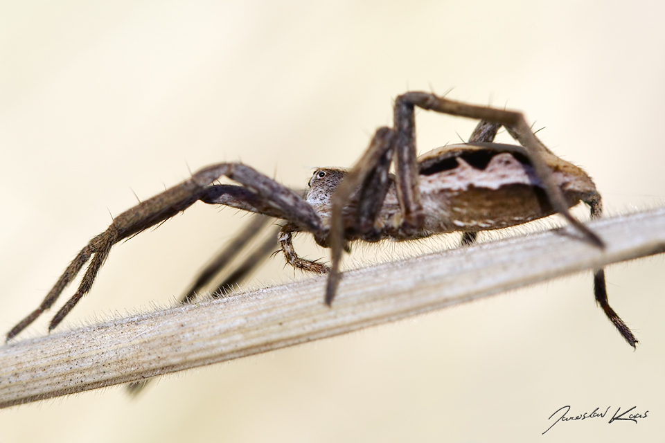 Lovčík hajní, samice / Pisaura mirabilis, female / Nursery Web Spider, CHKO Slavkovský les