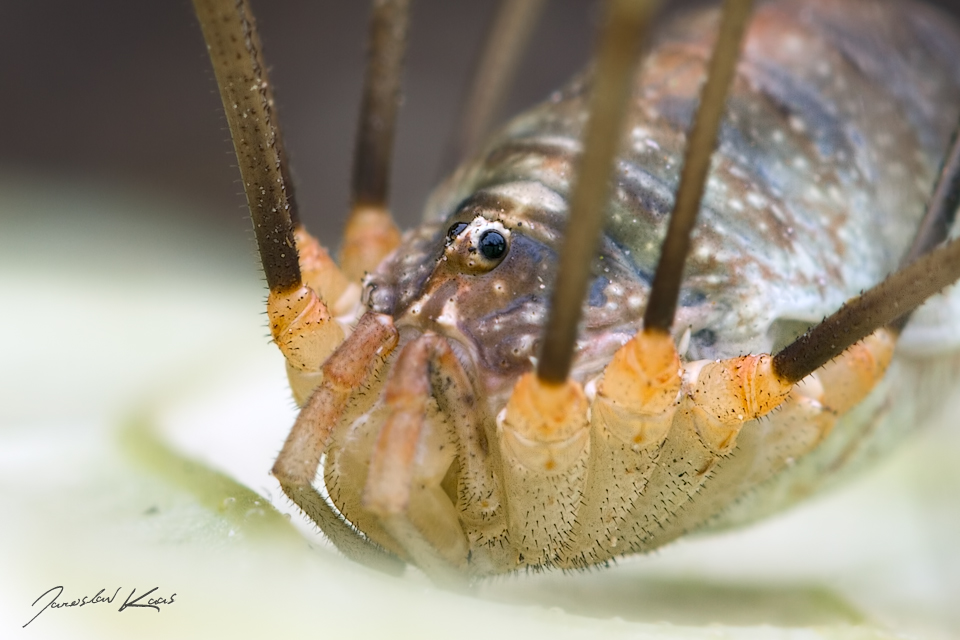 Sekáč Canestriniho, samice / Opilio canestrinii, female, Staňkov