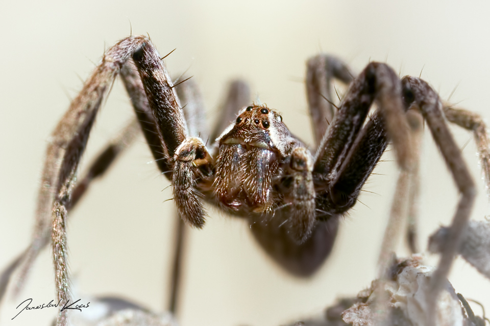 Lovčík hajní, samice / Pisaura mirabilis, female / Nursery Web Spider, Plzeň, Radčický les