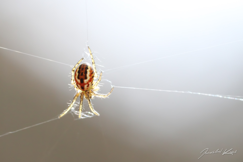 Křižák luční, samice / Mangora acalypha, female, Hradišťany