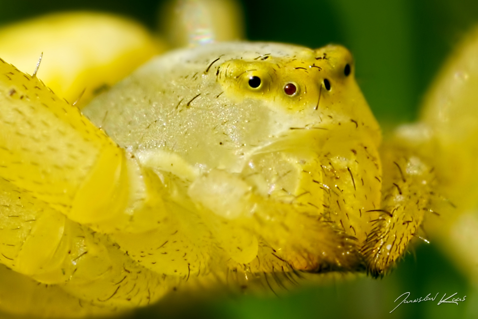 Běžník kopretinový, samice / Misumena vatia, female / Crab Spider, Hradišťany