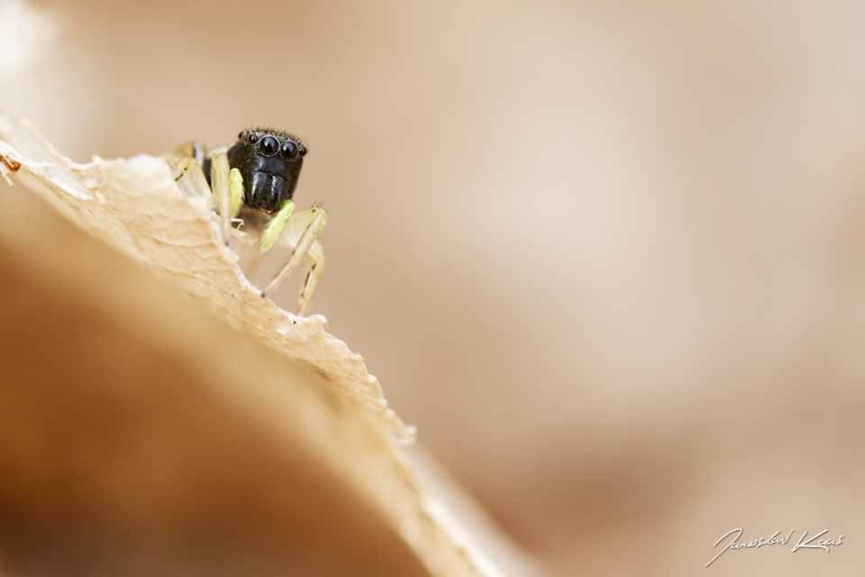 Skákavka měděná, samice / Heliophanus cupreus, female, Chlumská hora