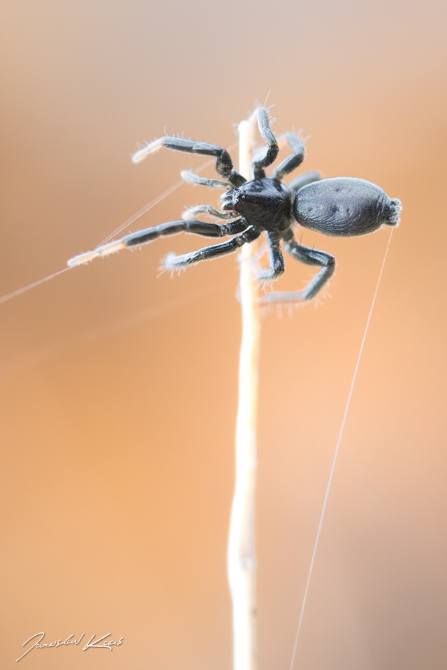 Skálovka menší, samice / Drassyllus cf. pusillus, female, Chlumská hora