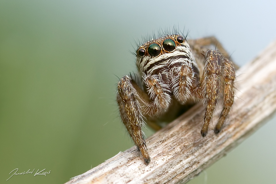 Skákavka černá, samice / Evarcha arcuata, female, PP Fládnitzské vřesoviště