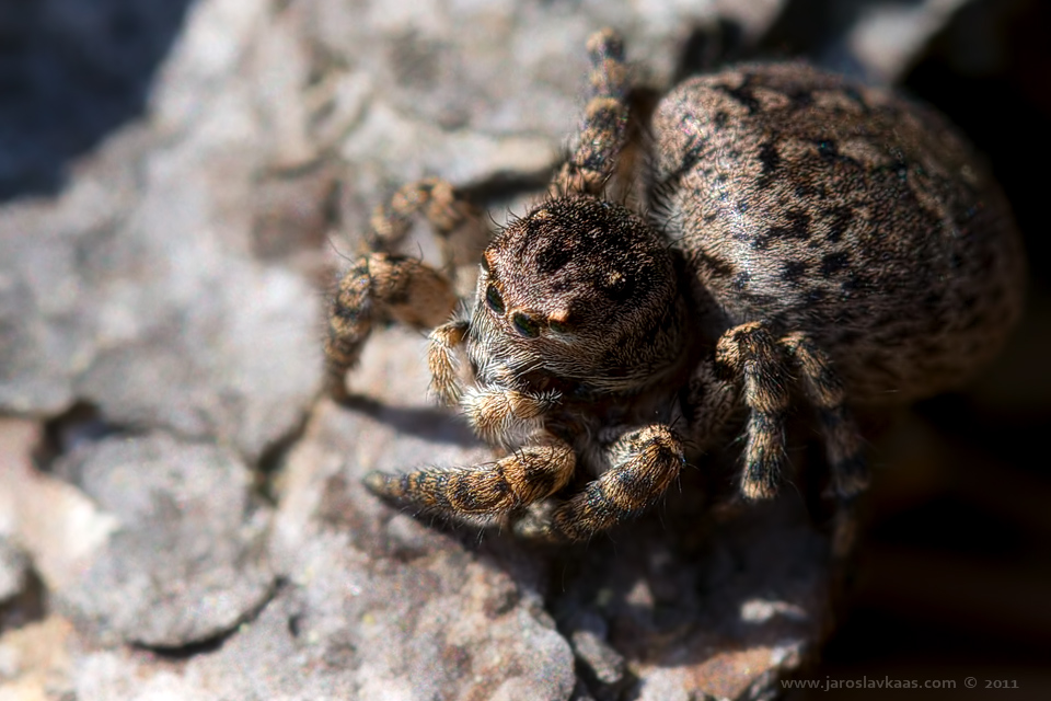 Skákavka znamenaná - samice (Aelurillus v-insignitus - female), Hradišťany