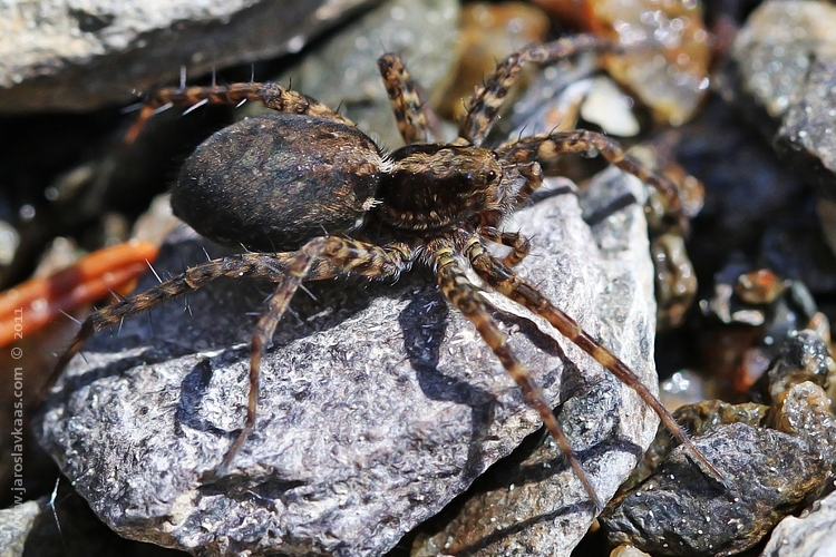 Slíďák mokřadní (Pardosa amentata), Hradišťany