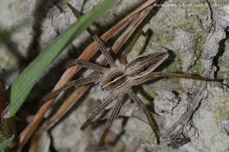 Lovčík hajní - samice (Pisaura mirabilis - female), Hradišťany