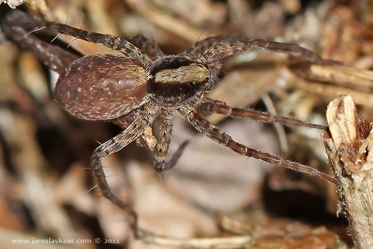 Slíďák hajní - samice (Pardosa lugubris - female), Hradišťany