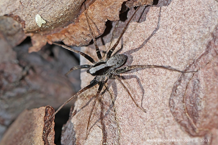 Slíďák hajní - samec (Pardosa lugubris - male), Hradišťany