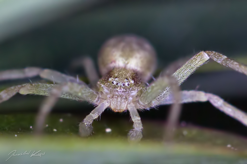 Listovník skvrnitý - samice (Philodromus albidus - female), Hradišťany