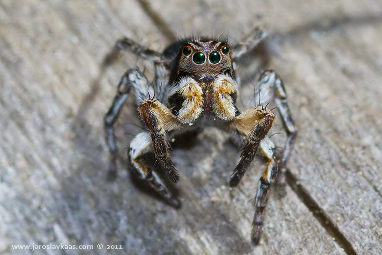 Skákavka znamenaná - samec (Aelurillus v-insignitus - male), Hradišťany