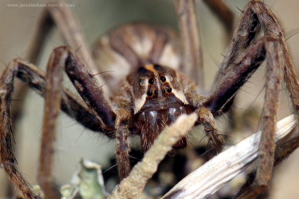 Lovčík hajní - samice (Pisaura mirabilis - female), Hradišťany