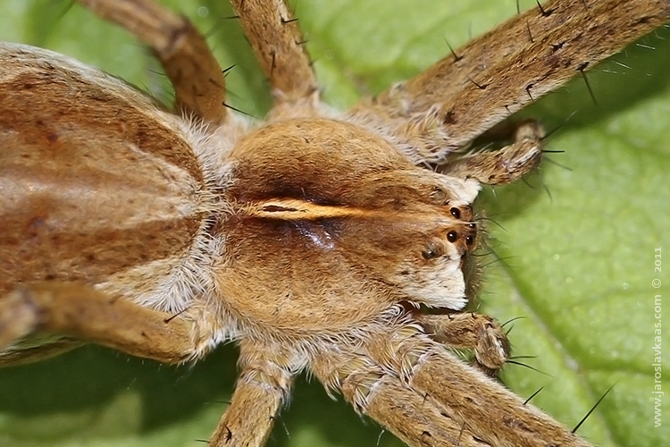 Lovčík hajní (Pisaura mirabilis), Hradišťany