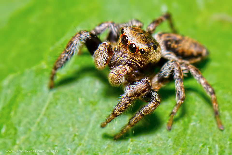 Skákavka obecná (Evarcha falcata), Hradišťany