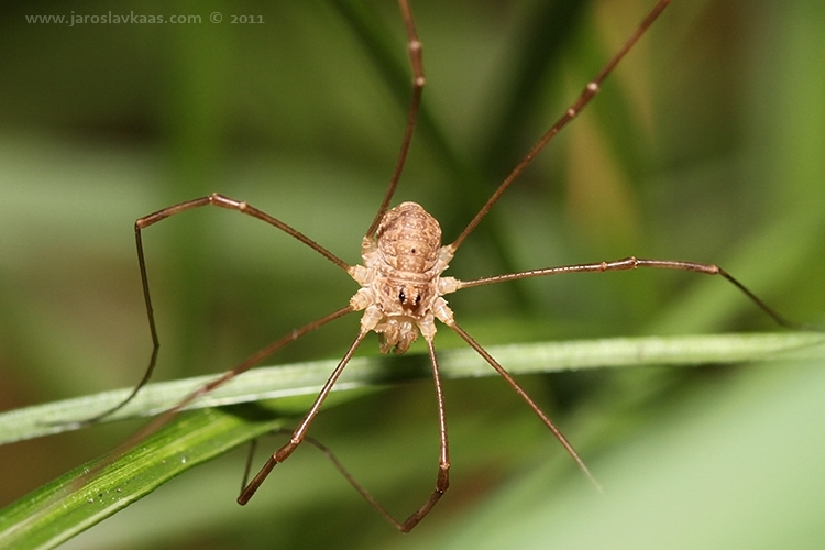 Sekáč chobotnička - juvenilní (Platybunus bucephalus - juvenile), Hradišťany