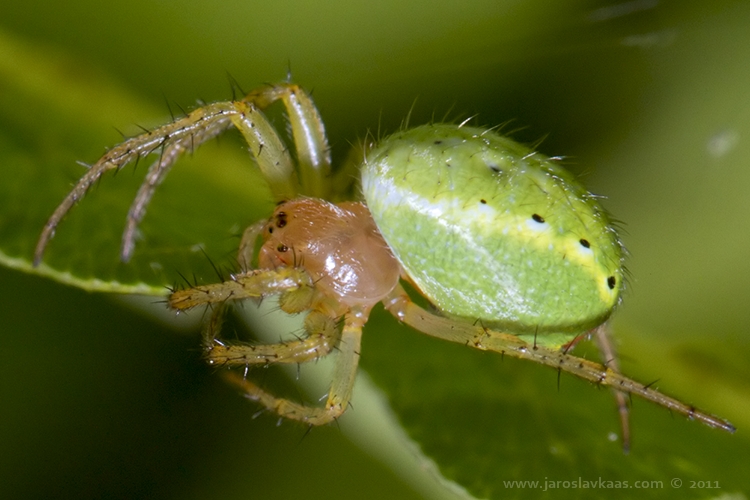 Křižák zelený - samice (Araniella cucurbitina - female), Hradišťany