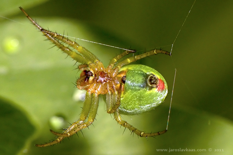 Křižák zelený - samice (Araniella cucurbitina - female), Hradišťany