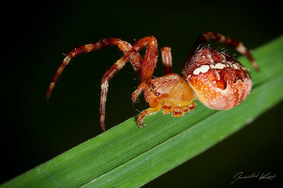 Křižák obecný (Araneus diadematus), Hradišťany