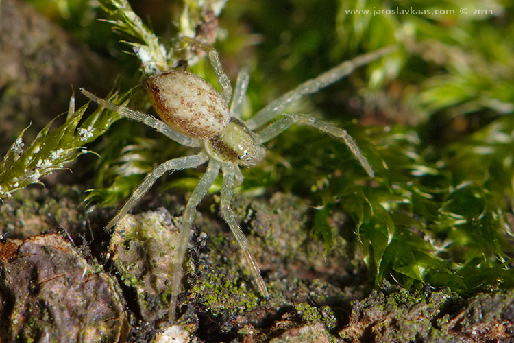 Listovník skvrnitý - samice (Philodromus albidus - female), Hradišťany