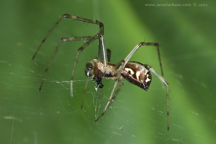 Plachetnatka keřová, samec / Linyphia triangularis, male / Money spider, Hradišťany