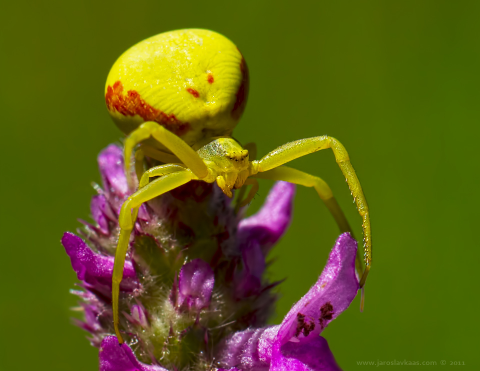 Běžník kopretinový - samice (Misumena vatia - female), Hradišťany