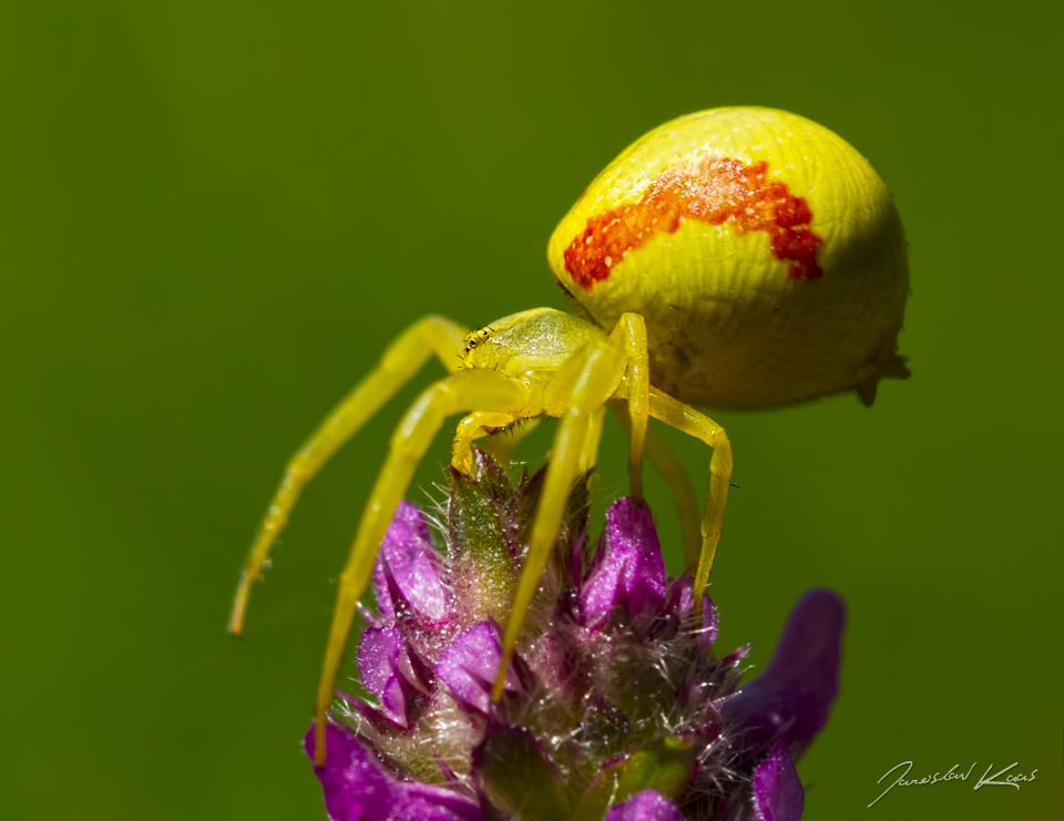 Běžník kopretinový - samice (Misumena vatia - female), Hradišťany